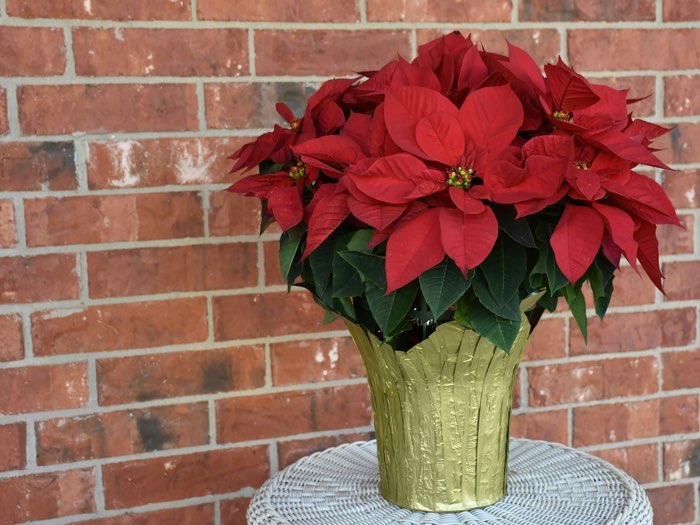 Red poinsettia in a pot wrapped in gold paper, beside a brick wall